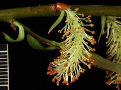Salix eriocephala. Male catkin. Image: D. Glenny © Landcare Research 2020 CC BY 4.0